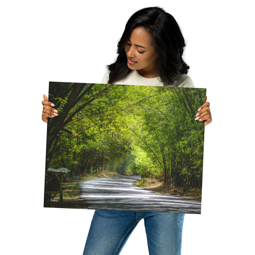 Holland Bamboo, Jamaica – Premium Art Print Poster Free Shipping - Sheldonlev